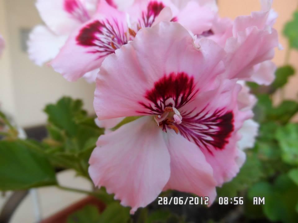 Gardenia Apartments Πριμόρσκο Εξωτερικό φωτογραφία